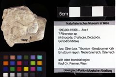 Foto (Objket + Etiketten) von ? Pithonoton sp. 